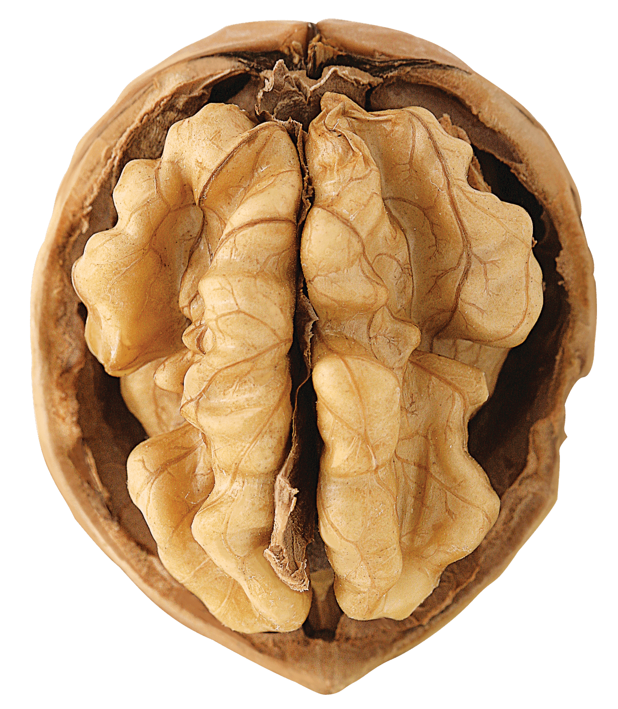 Walnut - key ingredient in our oils