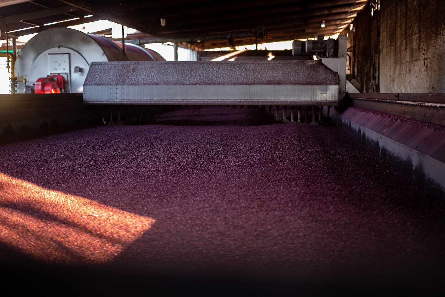 Biateca production facility with grape seeds drying